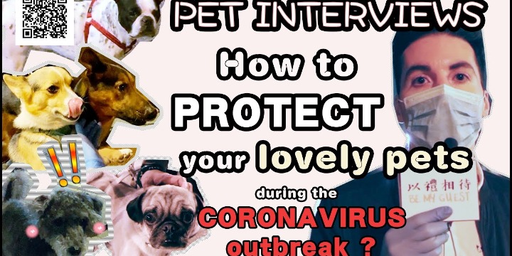 Be My Guest | Pet interviews - How to protect your lovely pets during the coronavirus outbreak？