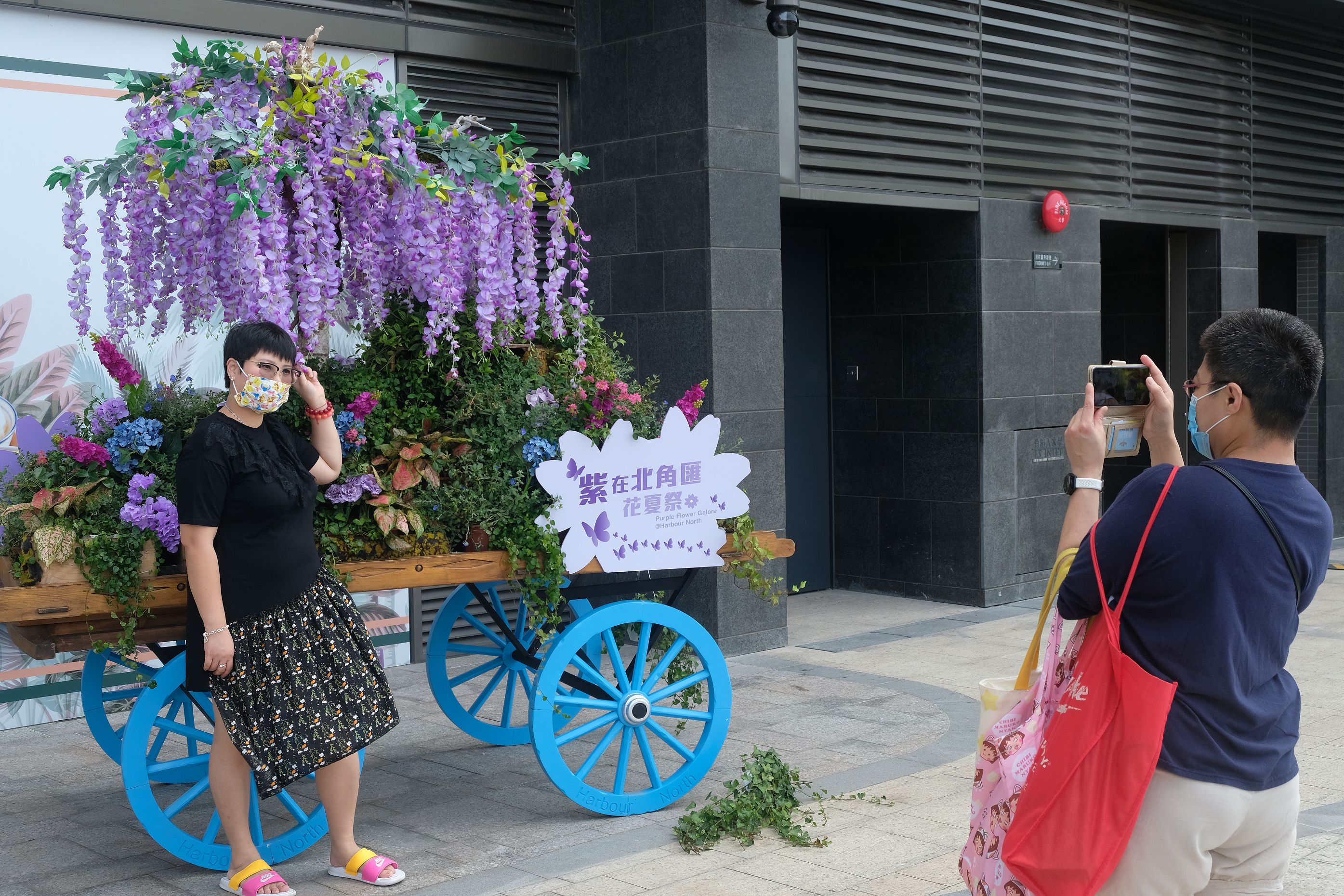 北角匯即日起至10月4日推出《紫．在北角匯》花夏祭，以福岡的河內藤園為藍本，在商場二期戶外海濱公園打造3,000呎紫色花海。（點新聞記者麥鈞傑攝）